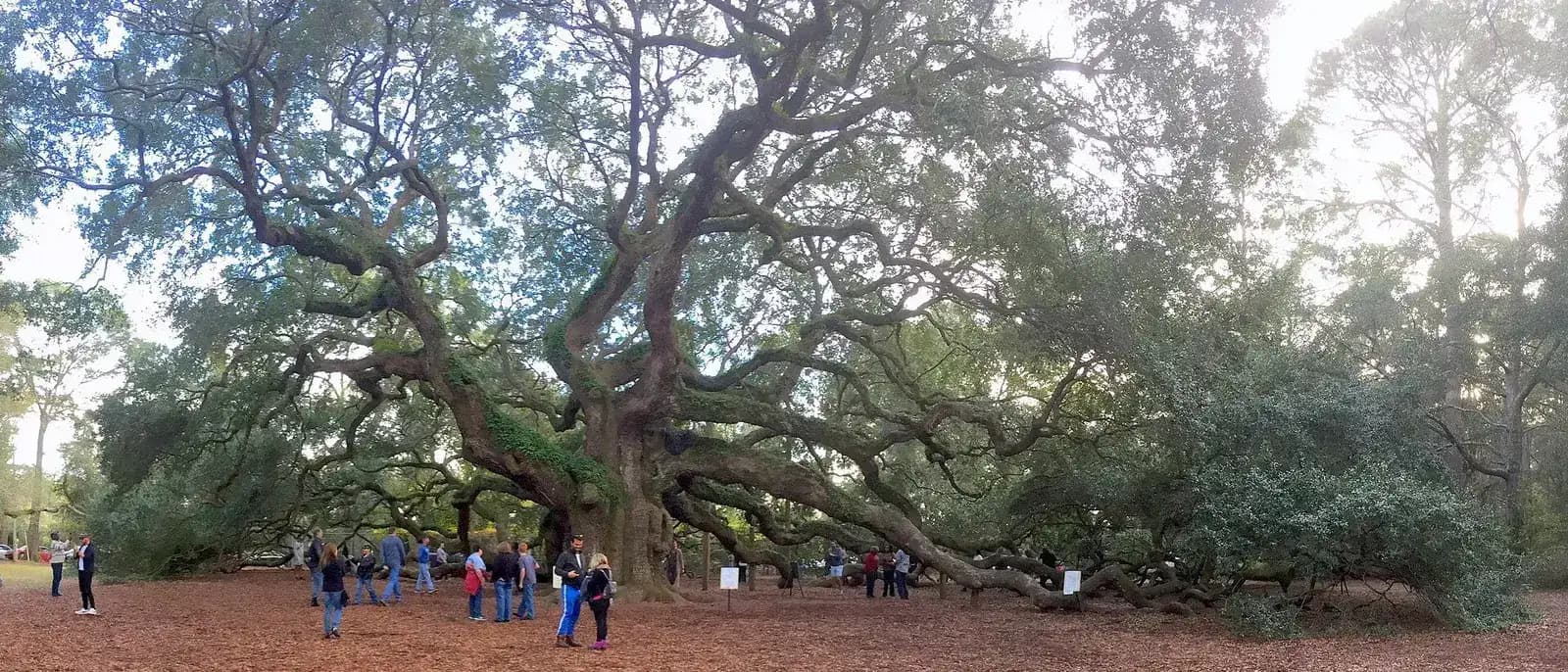 The sprawling Angel Oak tree on Johns Island, South Carolina