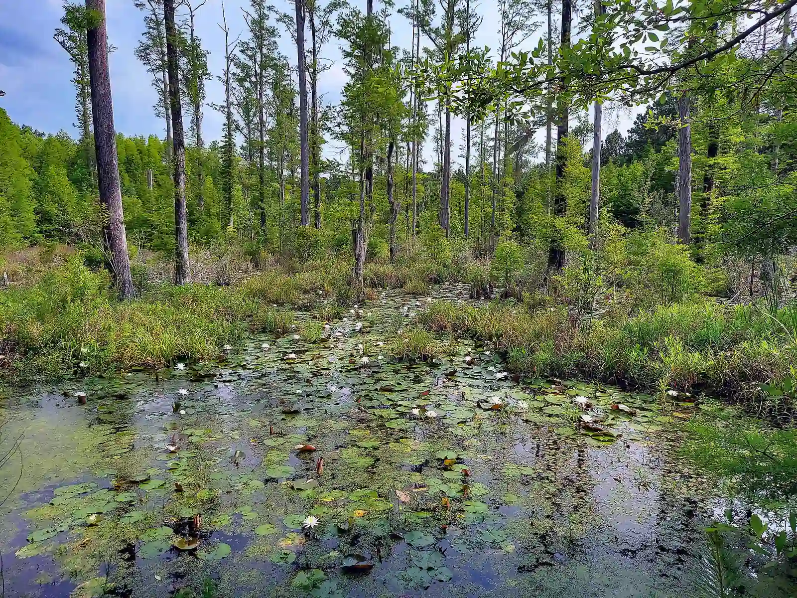 Cypress trees and lily pads in the blackwater swamp at Cypress Gardens near Moncks Corner