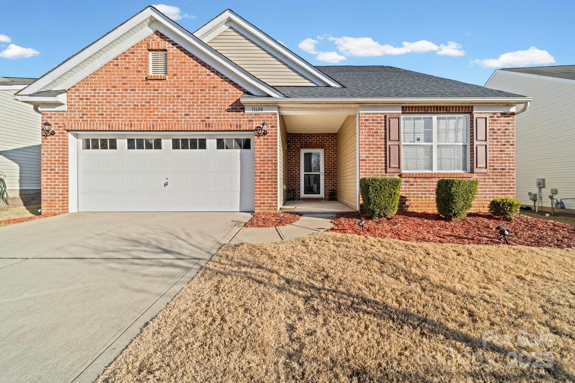 11608 Downy Birch - Image 1