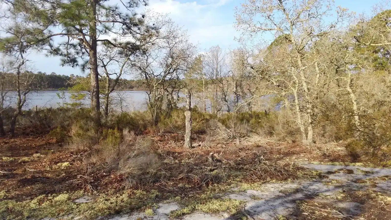 White Pond surrounded by pines in Elgin, South Carolina