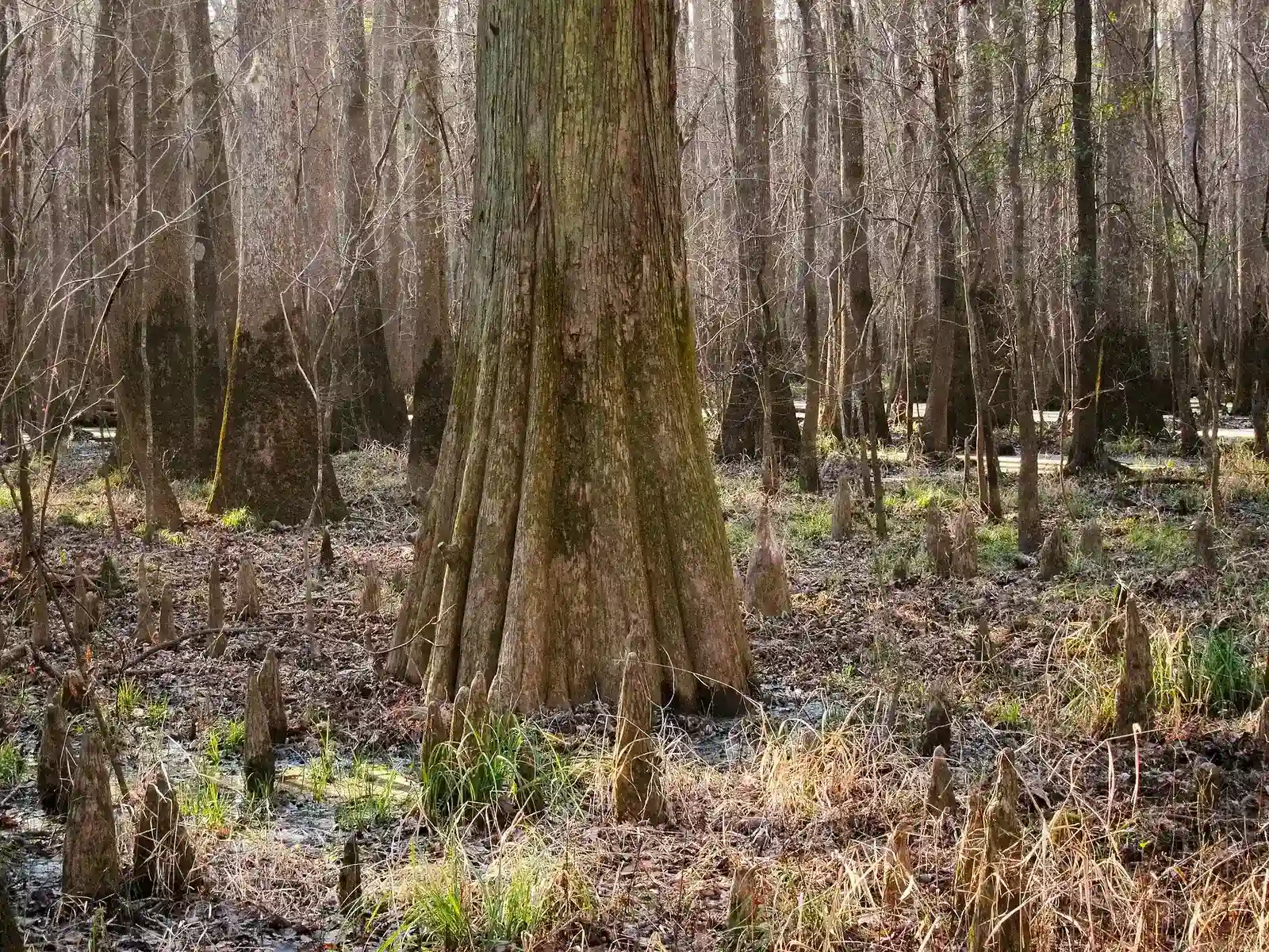 Bald cypress trunks and knees along the boardwalk trail at Congaree National Park near Hopkins